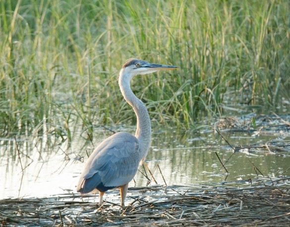 Great Blue Heron — J. McCleery