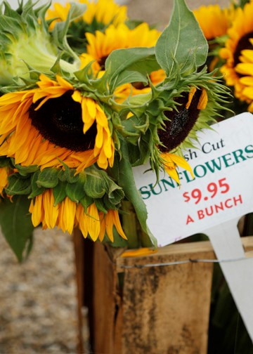 Sunflowers - H. Gilbride