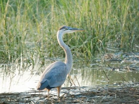 Great Blue Heron — J. McCleery